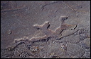 northshore-petroglyph-45